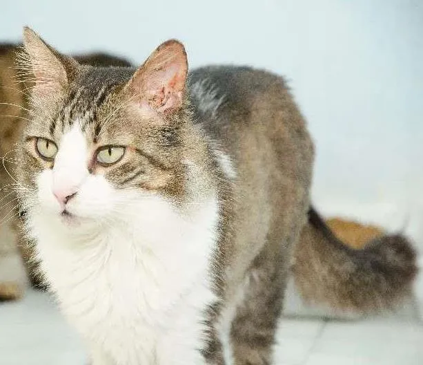 Gato ra a SRD idade 2 anos nome Adam