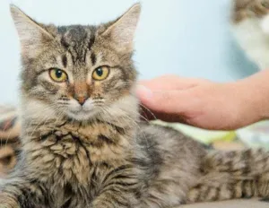 Gato raça SRD idade 2 a 6 meses nome Amora