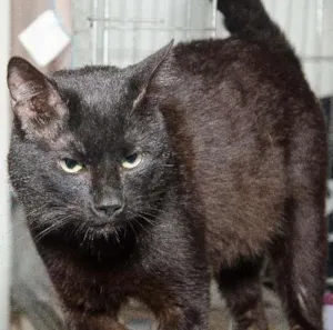 Gato raça SRD idade 2 anos nome Bruce
