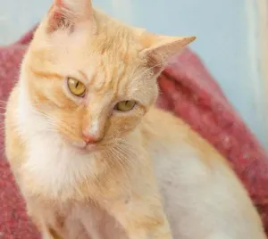 Gato raça SRD idade 2 anos nome Tom Tortinho