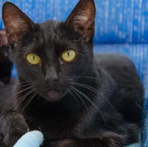 Gato raça SRD idade 1 ano nome Percy