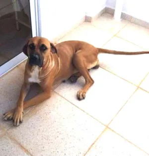 Cachorro raça Fila idade 3 anos nome Diana