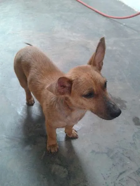 Cachorro ra a SRD idade 2 anos nome Cacau