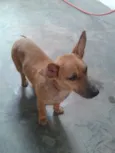 Cacau