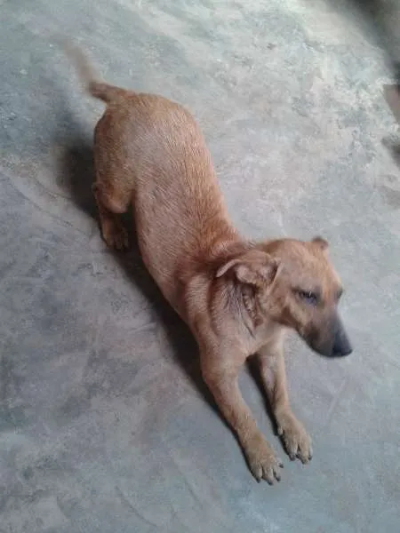 Cachorro ra a SRD idade 2 anos nome Cacau