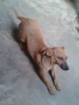 Cacau