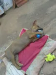 Cacau