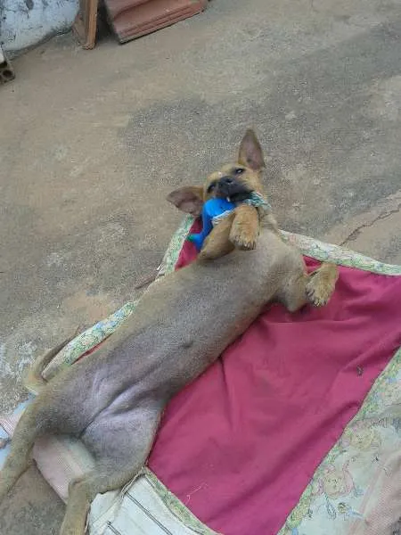 Cachorro ra a SRD idade 2 anos nome Cacau