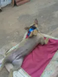 Cacau