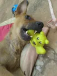 Cacau