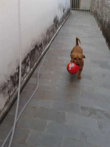 Cachorro ra a SRD idade 2 anos nome Cacau