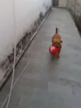 Cacau