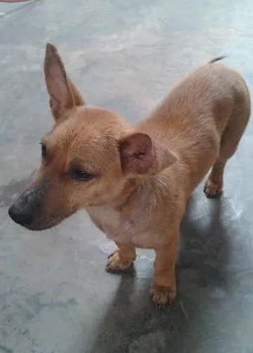 Cachorro ra a SRD idade 2 anos nome Cacau