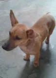 Cacau