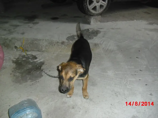 Cachorro ra a SRD idade 2 a 6 meses nome NICK