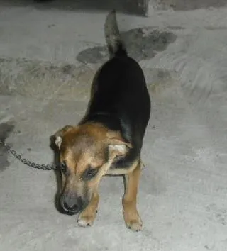 Cachorro ra a SRD idade 2 a 6 meses nome NICK