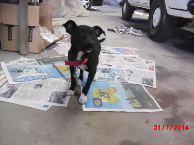 Cachorro ra a SRD idade 2 a 6 meses nome LUMA