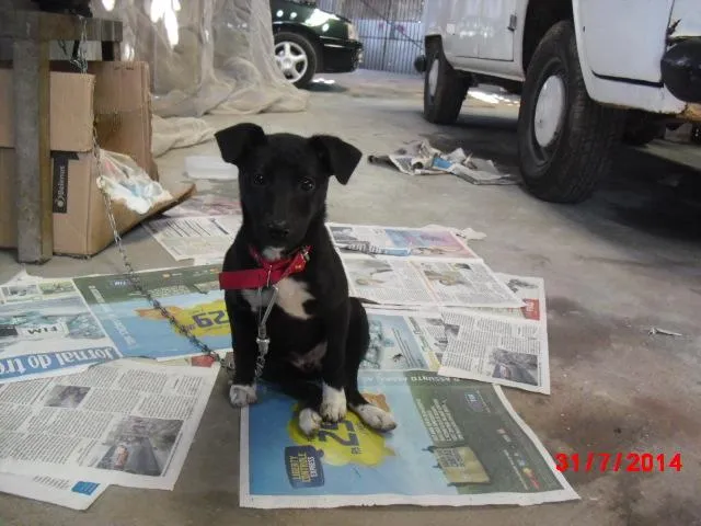 Cachorro ra a SRD idade 2 a 6 meses nome LUMA