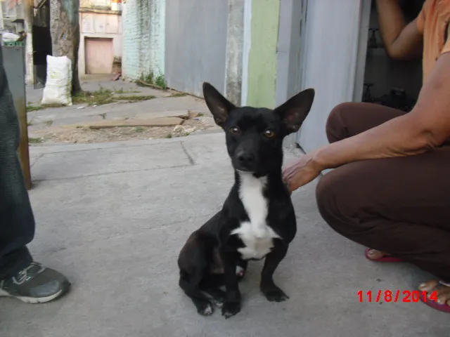 Cachorro ra a Basset (mix) idade 2 anos nome YURI
