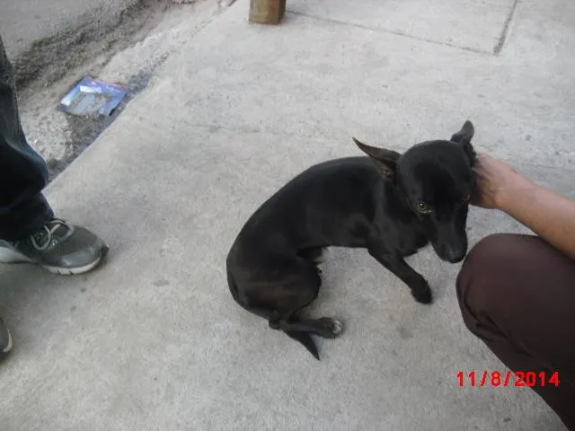 Cachorro ra a Basset (mix) idade 2 anos nome YURI