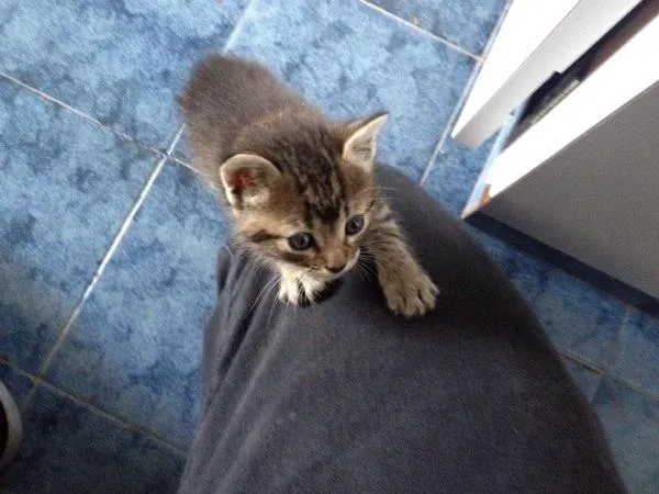 Gato ra a Não tem idade Abaixo de 2 meses nome Pipa