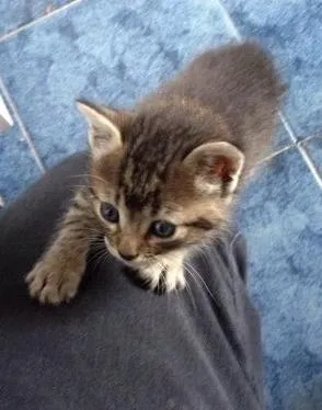 Gato raça Não tem idade Abaixo de 2 meses nome Pipa