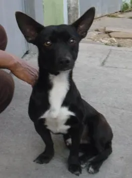 Cachorro raça Basset (mix) idade 2 anos nome YURI