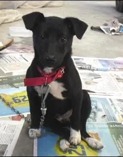 Cachorro raça SRD idade 2 a 6 meses nome LUMA