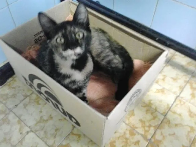 Gato ra a SRD idade 2 a 6 meses nome Sem nome