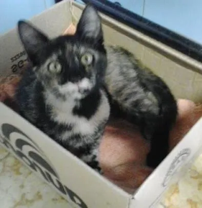Gato ra a SRD idade 2 a 6 meses nome Sem nome