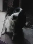 Crodoaldo Valerio d