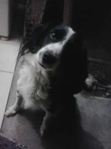 Cachorro raça Cocker/misturado idade 2 anos nome Crodoaldo Valerio d