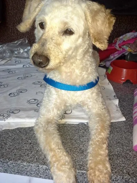 Cachorro ra a Poodle idade 2 anos nome Bino