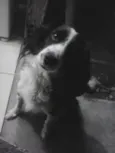 Crodoaldo Valerio d