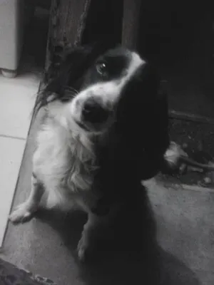 Cachorro raça Cocker/misturado idade 2 anos nome Crodoaldo Valerio d