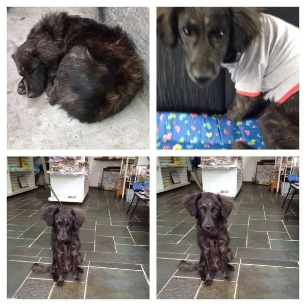 Cachorro ra a SRD idade 7 a 11 meses nome Rafinha