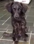 Rafinha
