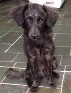 Cachorro raça SRD idade 7 a 11 meses nome Rafinha