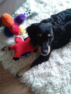 Cachorro raça MIX COOKER idade 2 anos nome Freedy