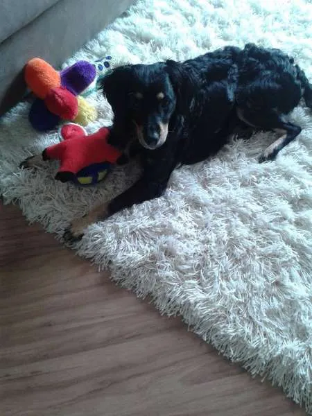 Cachorro ra a MIX COOKER idade 2 anos nome Freedy