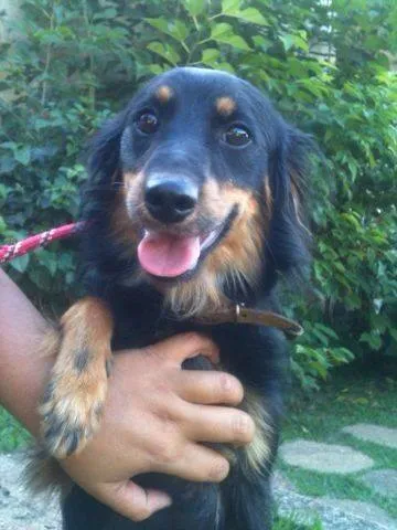 Cachorro ra a MIX COOKER idade 2 anos nome Freedy
