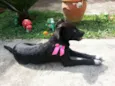 Cora