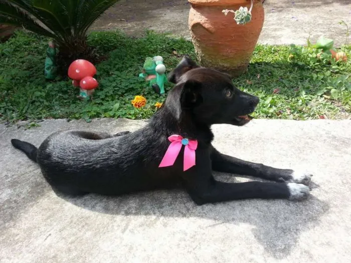 Cachorro raça SRD idade 2 a 6 meses nome Cora