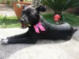 Cora