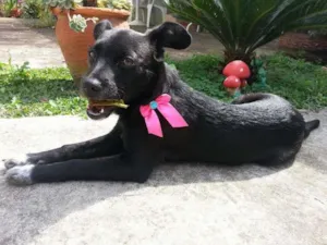 Cachorro raça SRD idade 2 a 6 meses nome Cora