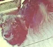 Cachorro raça SRD idade 4 anos nome Bolucha
