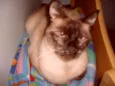 Gatinho