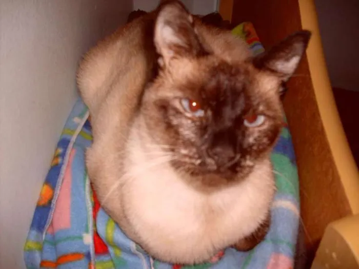 Gato ra a SRD idade 1 ano nome Gatinho
