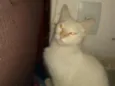 Gatinho