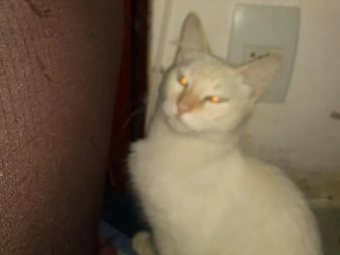 Gato ra a SRD idade 1 ano nome Gatinho